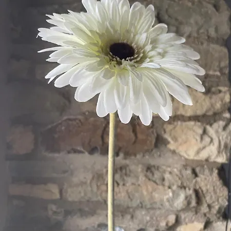 Estrella Dreams * Amblève